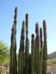Lophocereus schottii