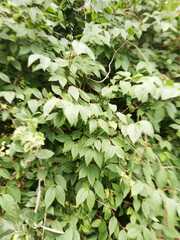 Plantae