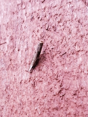 Parapediasia teterrellus