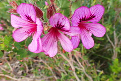 Pelargonium betulinum
