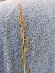 Echinochloa colona