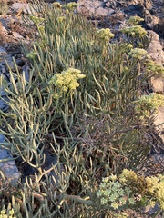 Crithmum maritimum