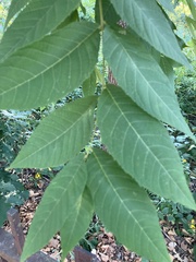 Juglans