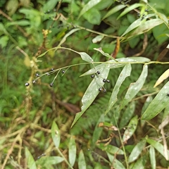 Poaceae
