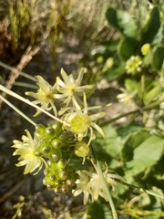 Knowltonia vesicatoria
