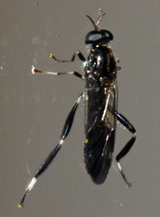 Exaireta spinigera