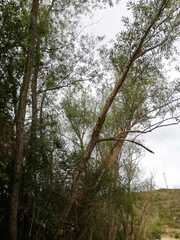 Plantae