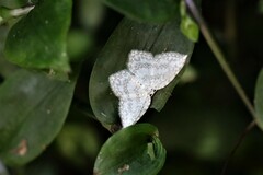 Leucodrepana serratilinea