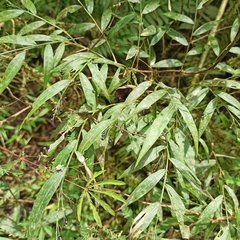 Poaceae