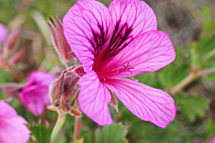 Pelargonium betulinum