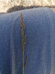 Echinochloa colona