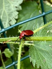 Pyrochroa serraticornis