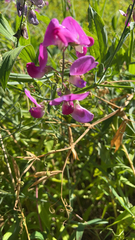 Lathyrus latifolius