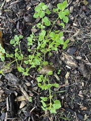 Campanula poscharskyana