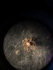 Tegenaria ferruginea