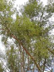 Plantae