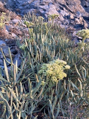 Crithmum maritimum