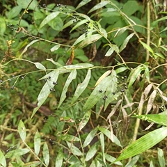 Poaceae