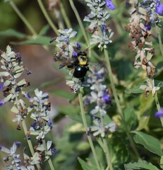 Xylocopa micans