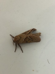 Triodia sylvina