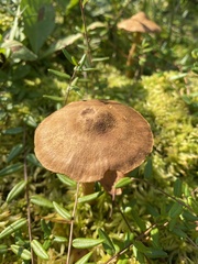Cortinarius cinnamomeus