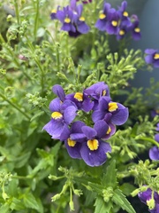 Nemesia