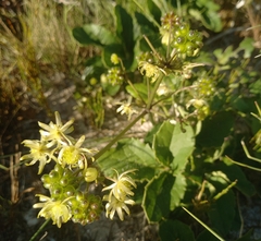 Knowltonia vesicatoria