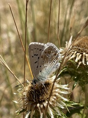 Polyommatus