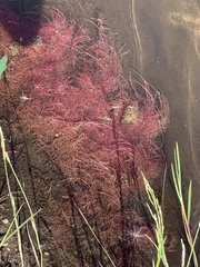 Rhodophyta