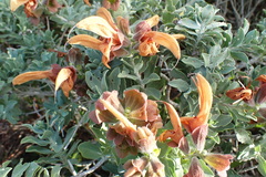 Salvia aurea