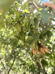 Acer monspessulanum