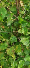 Betula platyphylla