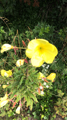 Oenothera glazioviana
