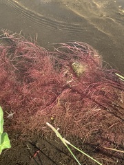 Rhodophyta