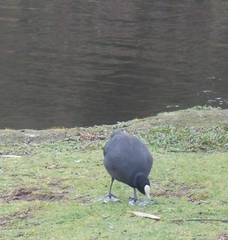 Fulica atra australis