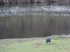 Fulica atra australis