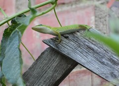 Anolis carolinensis