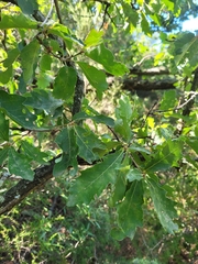 Quercus pubescens