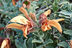 Salvia aurea