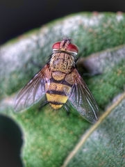 Tachinidae