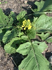 Brassiceae