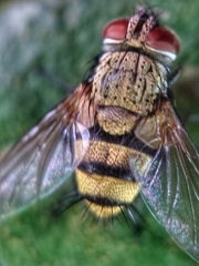 Tachinidae