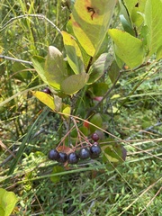 Aronia mitschurinii