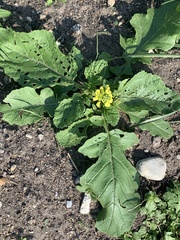 Brassiceae