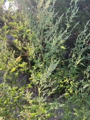 Chenopodium album