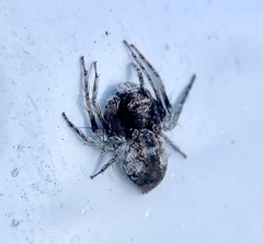 Hamataliwa grisea