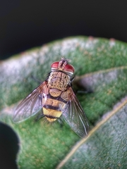 Tachinidae