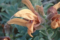 Salvia aurea