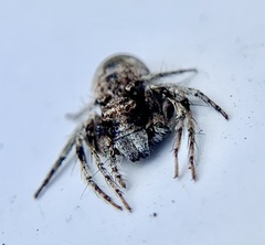 Hamataliwa grisea