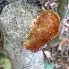 Coriolopsis gallica